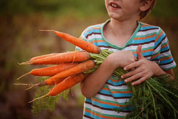 Mały chłopiec trzyma marchew w jego ręce. Zbliżenie. — Zdjęcie stockowe