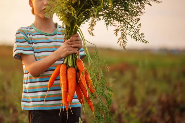 Little kid boy holding a carrots in his hands. Closeup — Stock Photo, Image