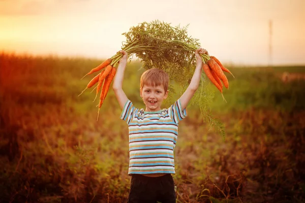 Чарівний маленький хлопчик, який збирає моркву в саду на заході сонця — стокове фото
