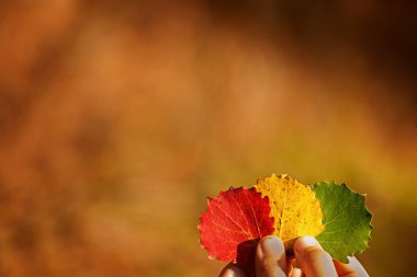 Üç renkli sonbahar holding çocuk eller bırakır. Sonbahar arka plan