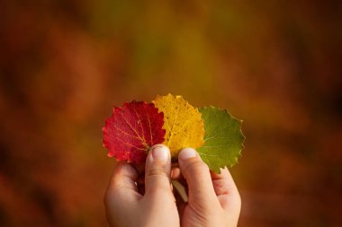 Üç renkli sonbahar holding çocuk eller bırakır. Sonbahar arka plan.