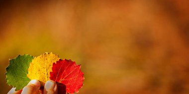 Üç renkli sonbahar holding çocuk eller bırakır. Sonbahar arka plan afiş.