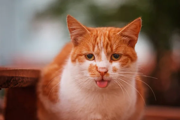 Portret śmieszne kot z kijem język — Zdjęcie stockowe