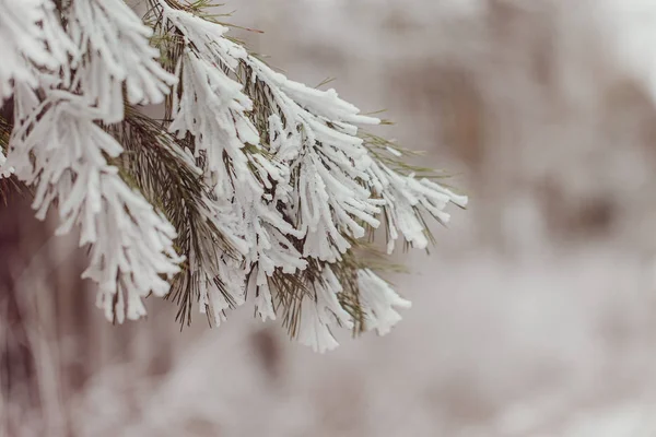 Primeros planos rama de abeto nevado en día helado, paisaje de invierno . —  Fotos de Stock