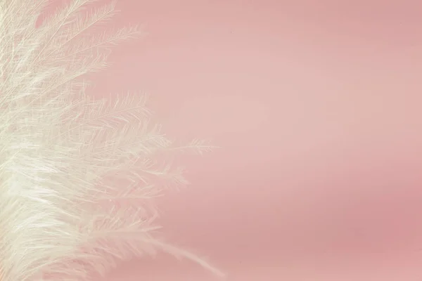 Weiße Vogelfeder auf rosa Hintergrund. weiche rosa Vintage Farbe Textur — Stockfoto