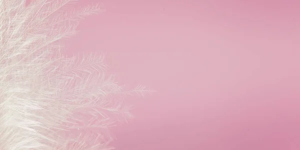 White feather of bird on pink background. Soft pink vintage color texture. Banner
