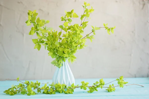 灰色の壁に新鮮な緑の枝と青い花瓶 — ストック写真