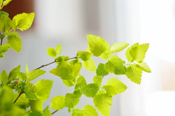 Florero azul con ramas verdes frescas en la pared gris — Foto de Stock