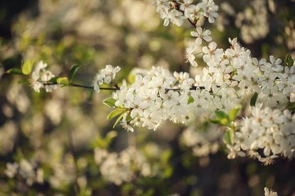 Vackra Krabba Körsbärsträdet Blommar Mot Vit Natur Bakgrund — Stockfoto