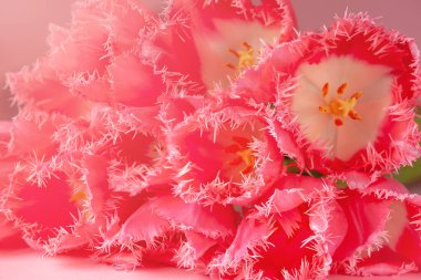 Açık, güneşli arka planda taze pembe lale çiçekleri. Anneler Günü için Kart Kavramı, 8 Mart, Doğum günün kutlu olsun, metin için boşluk kopyala