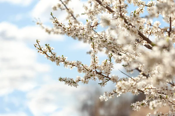 Gałęzie Kwitnącego Kwiatu Wiśni Tle Błękitnego Nieba Miejscem Tekst Kwitnące — Zdjęcie stockowe