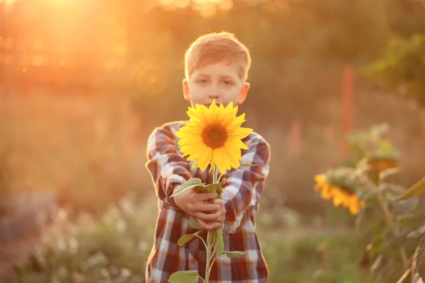 Portrait Cute Child Boy Hiding Sunflower Sunset Summer Day — Stock Photo, Image