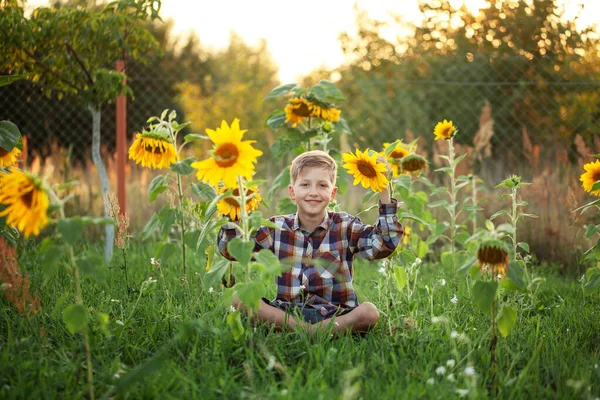 Happy Child Boy Sitting Garden Sunflower Sunset Summer Day — Stock Photo, Image