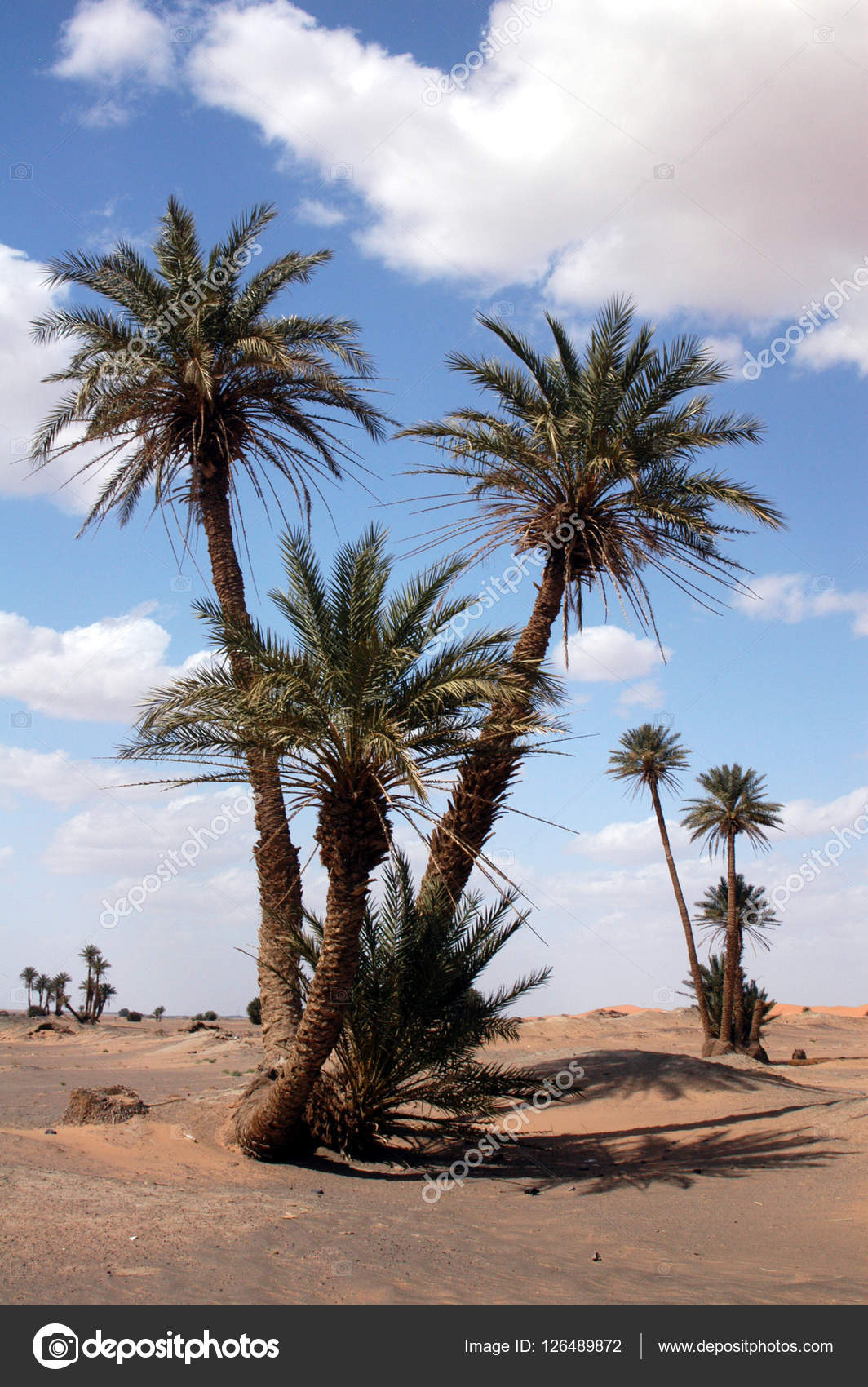 Palm Trees in the Sahara Desert Stock Photo by ©wrangel 126489872