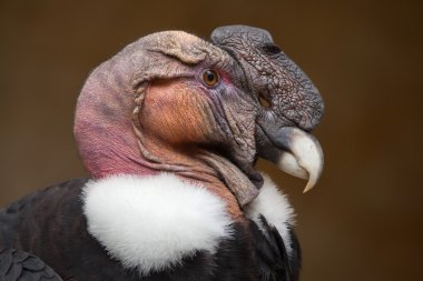 And Akbabası (Vultur gryphus).