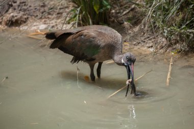 Hadada Ibis (Bostrychia hagedash)