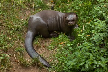 Dev su samuru (Pteronura brasiliensis).