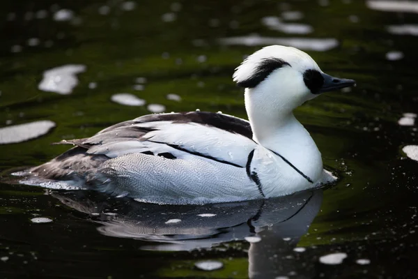 Smew (Mergellus albellus). — Stock Photo, Image