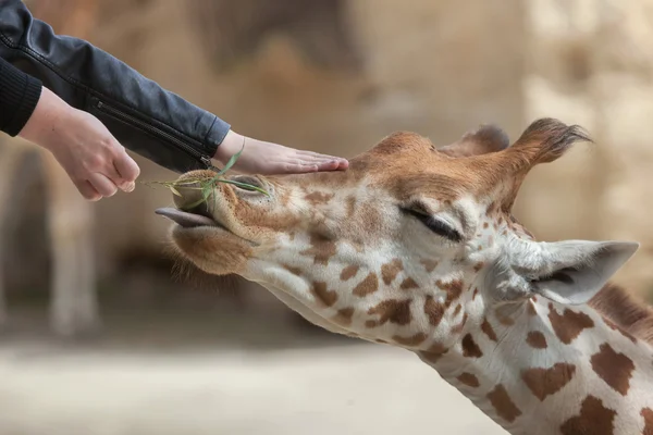 Visitor feed and touch the Kordofan giraffe — Stock Photo, Image