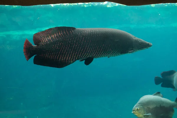 Arapaima (Sudis gigas). — Foto de Stock