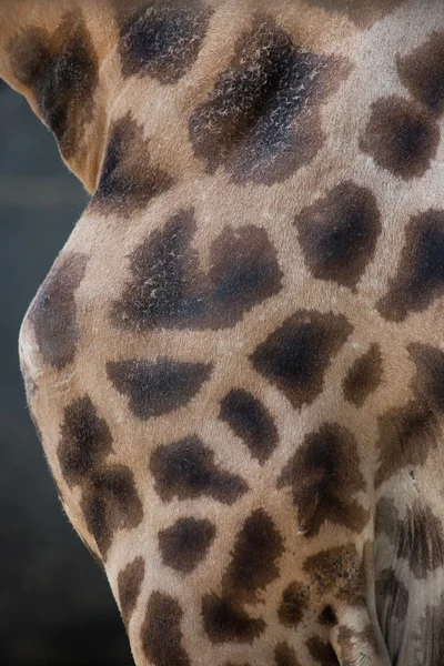 Skin texture of Kordofan giraffe — Stock Photo, Image