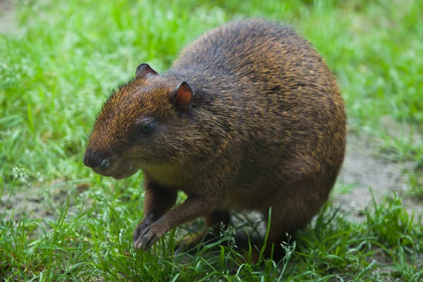 Orta Amerika agutisi (Dasyprocta punctata) — Stok fotoğraf