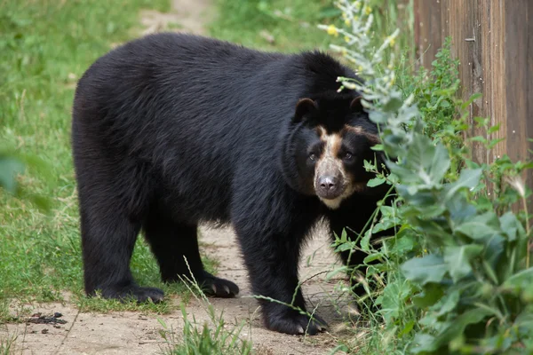 Urso espetacular (Tremarctos ornatus) — Fotografia de Stock