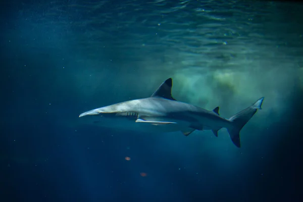 Rekin czarnoczuby — Zdjęcie stockowe