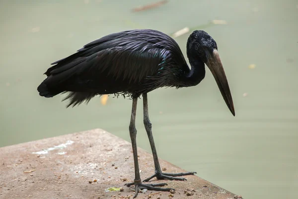 クロスキハシコウ (Anastomus lamelligerus). — ストック写真