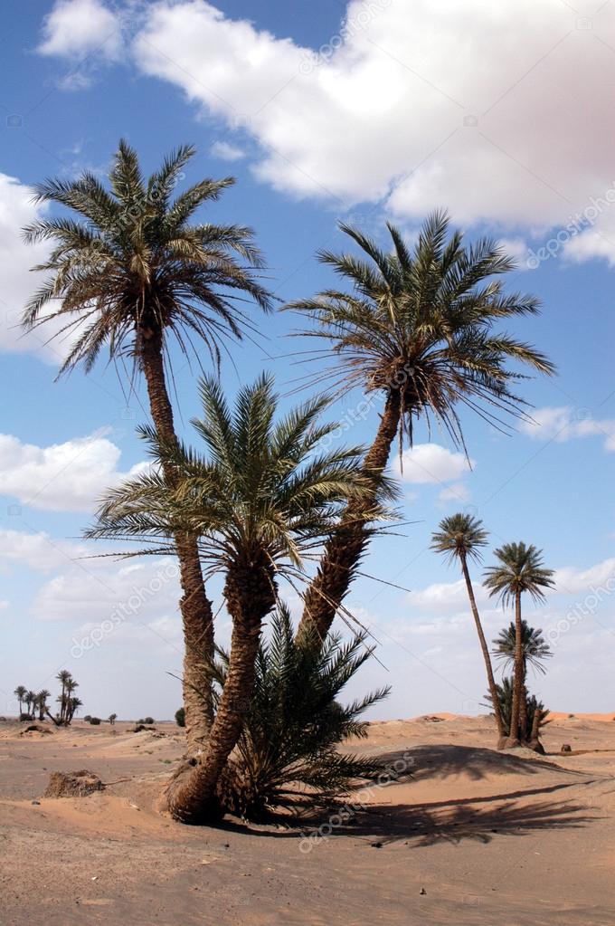 Palm Trees in the Sahara Desert Stock Photo by ©wrangel 126489872