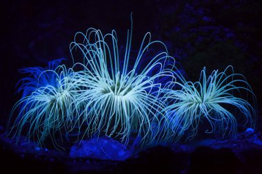 Silindir anemon (Cerianthus membranaceus).