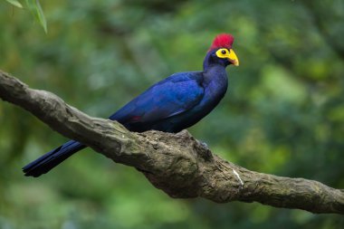 Lady Ross's turaco (Musophaga rossae) clipart