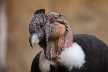 And Akbabası (Vultur gryphus).