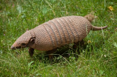 Altı şeritli Armadillo (Euphractus Sexcinctus)