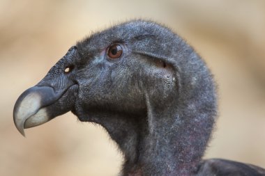 And Akbabası (Vultur gryphus).