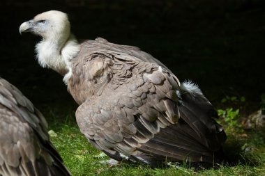 Griffon akbabası (Gyps fulvus).