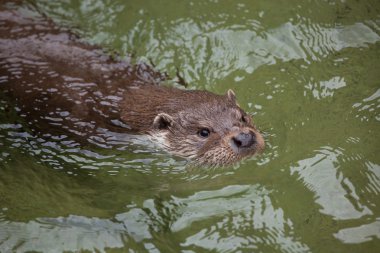 Eurasian otter animal clipart