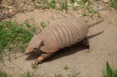 Altı şeritli Armadillo (Euphractus Sexcinctus)