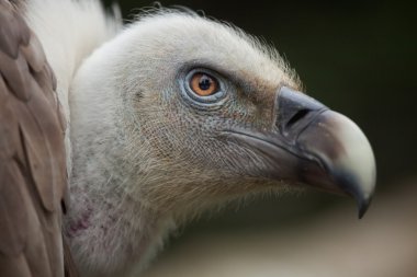 Griffon akbabası (Gyps fulvus).