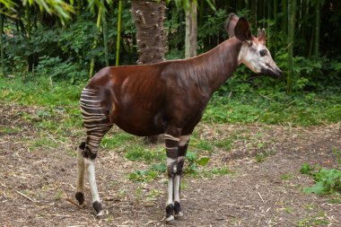 Okapi (Okapia johnstoni).