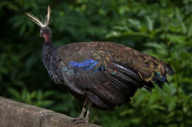 Kongo tavuskuşu (Afropavo congensis)