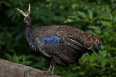 Congo peafowl (Afropavo congensis) clipart