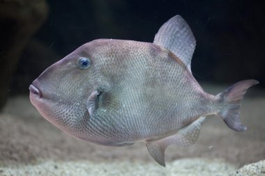 Gri triggerfish (Balistes capriscus). 