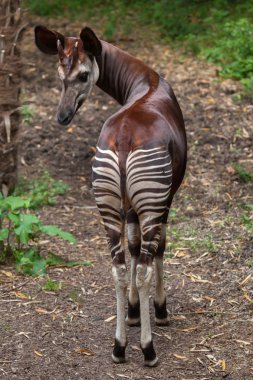 Okapi (Okapia johnstoni).