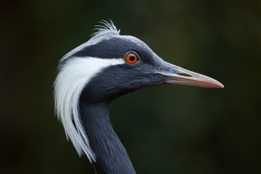 telli turna (anthropoides virgo).
