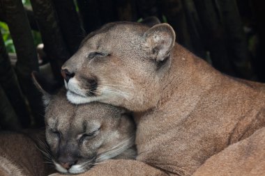 Şili cougars (Puma concolor).