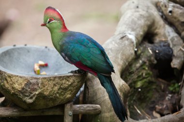 Fischer'ın turaco (Tauraco fischeri).