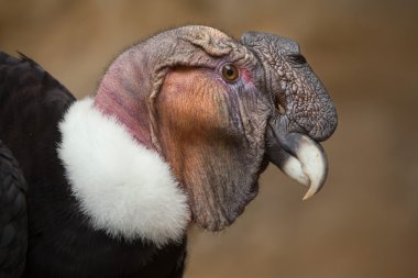 And Akbabası (Vultur gryphus).