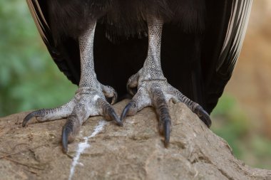 Andean condor (Vultur gryphus) legs clipart
