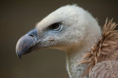 Griffon akbabası (Gyps fulvus).